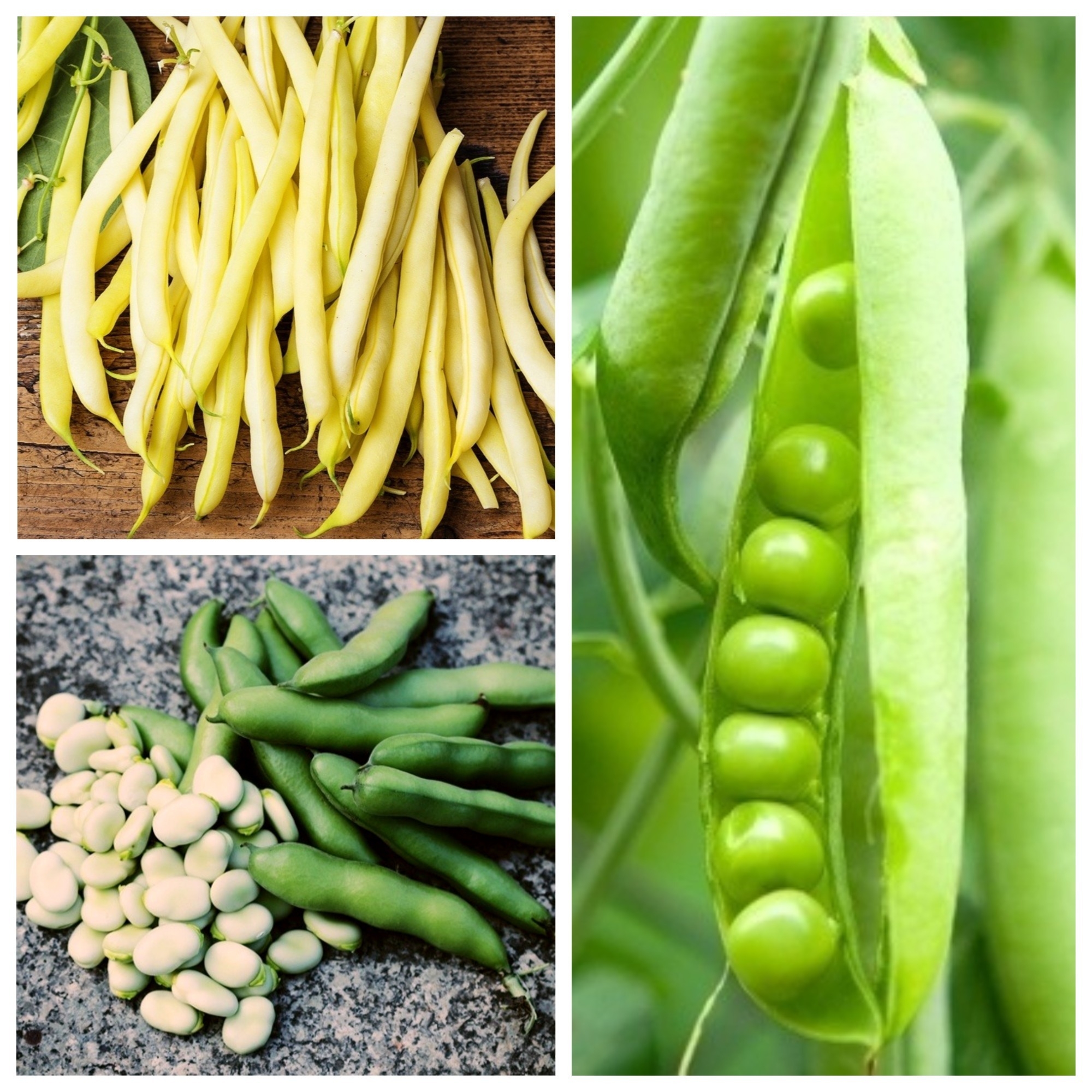 Detail Sayuran Kacang Kacangan Nomer 3