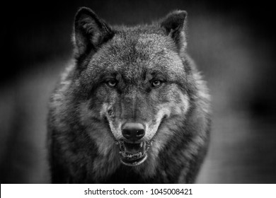 Detail Scary Werewolf Pics Nomer 43