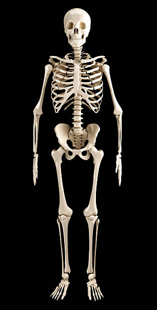 Detail Sceleton Pics Nomer 55