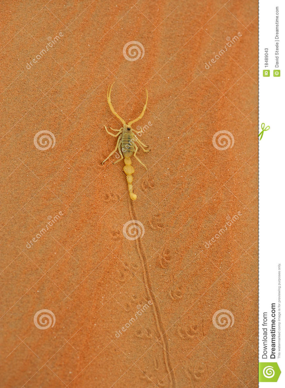 Detail Scorpian Images Nomer 48
