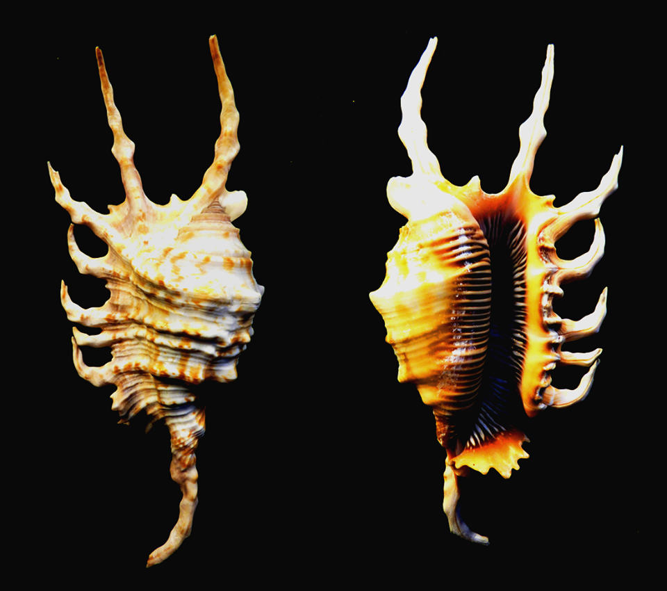 Detail Scorpio Conch Nomer 20