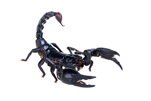 Detail Scorpion Download Nomer 4