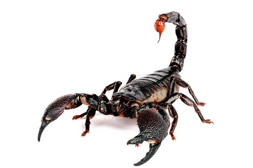 Scorpion Image Hd - KibrisPDR