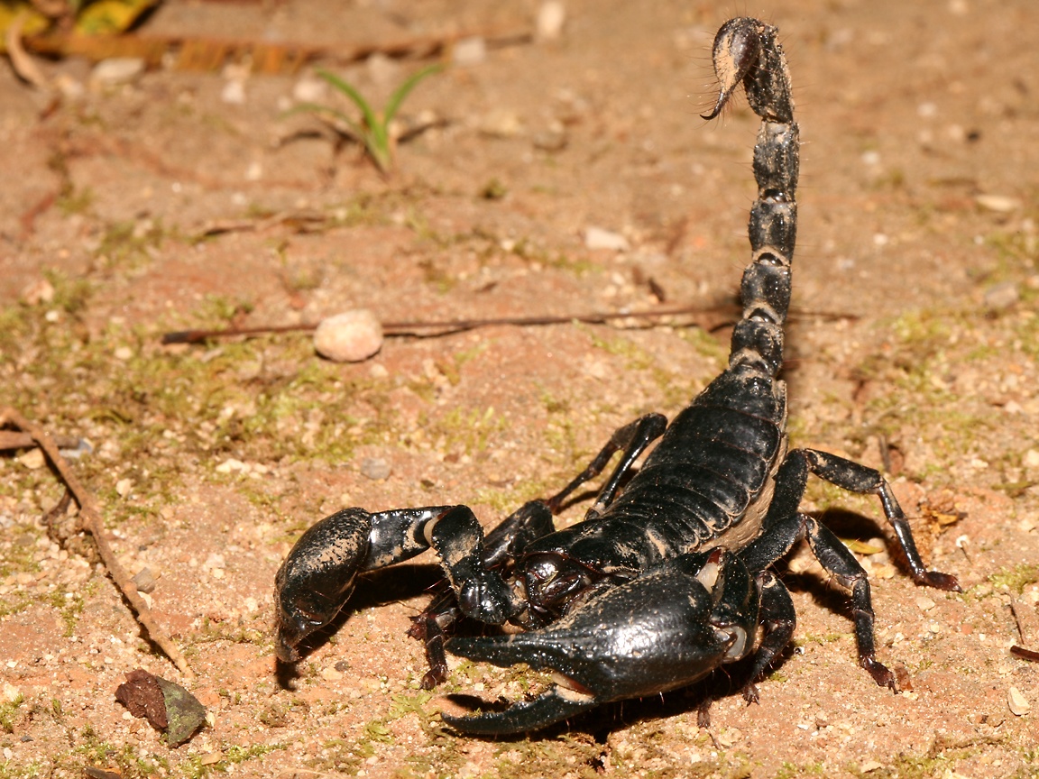 Detail Scorpion Image Hd Nomer 11