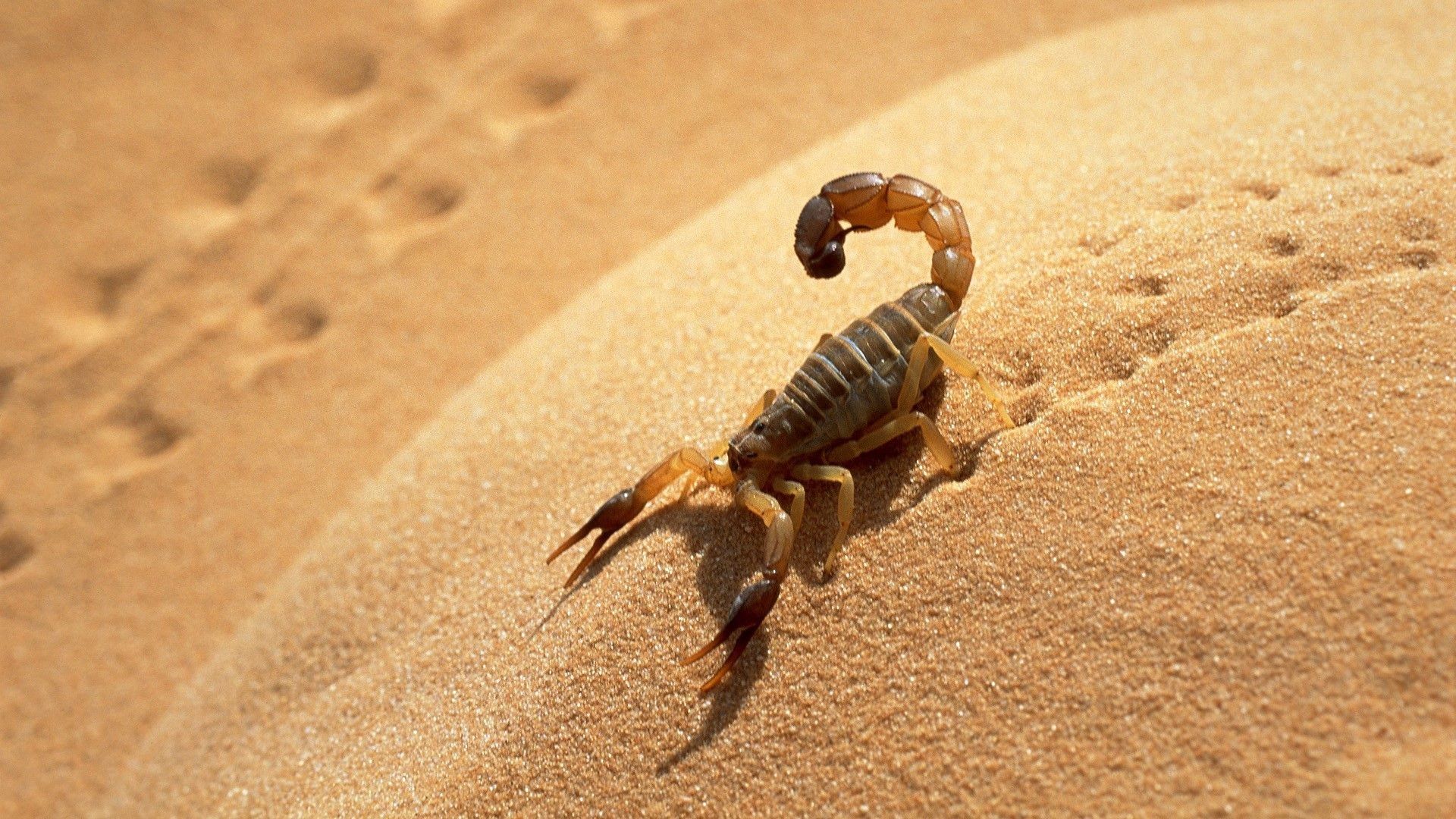 Detail Scorpion Image Hd Nomer 12