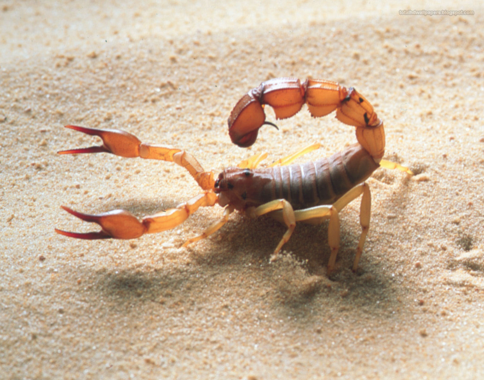 Detail Scorpion Image Hd Nomer 14