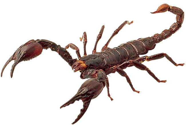 Detail Scorpion Image Hd Nomer 15