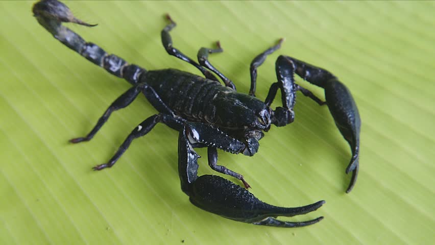 Detail Scorpion Image Hd Nomer 17