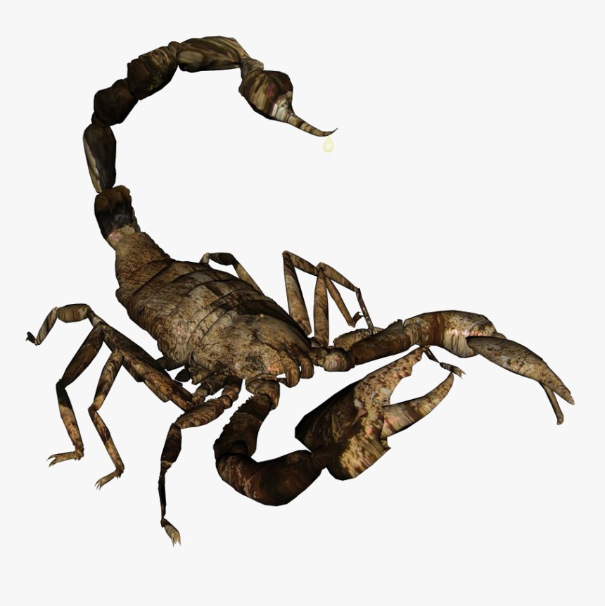 Detail Scorpion Image Hd Nomer 18