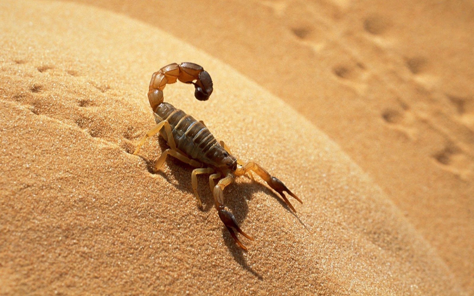 Detail Scorpion Image Hd Nomer 19