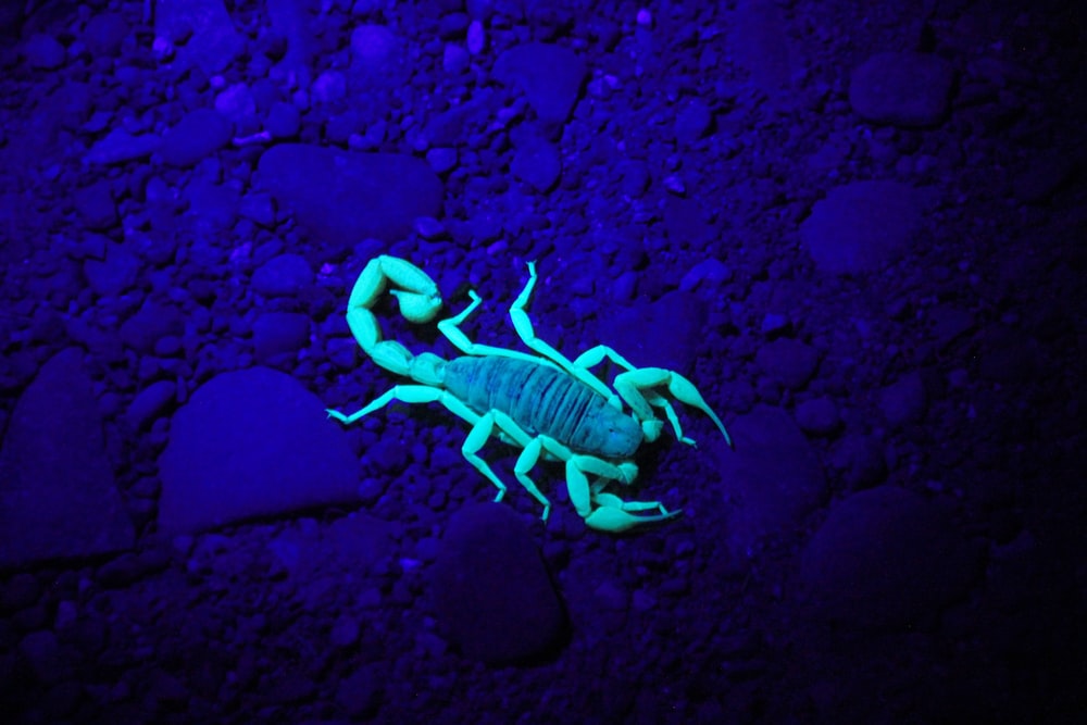 Detail Scorpion Image Hd Nomer 3