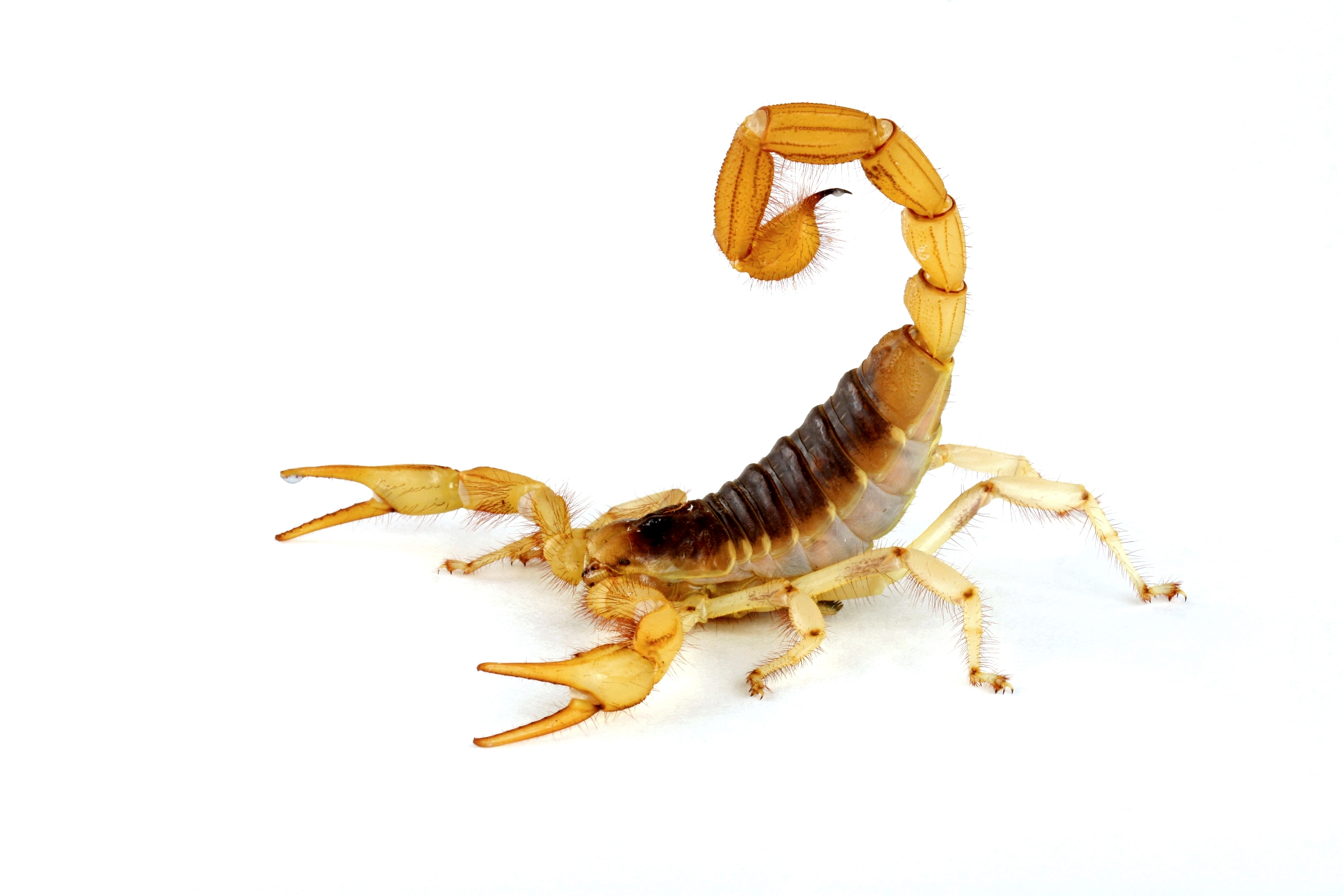 Detail Scorpion Image Hd Nomer 21