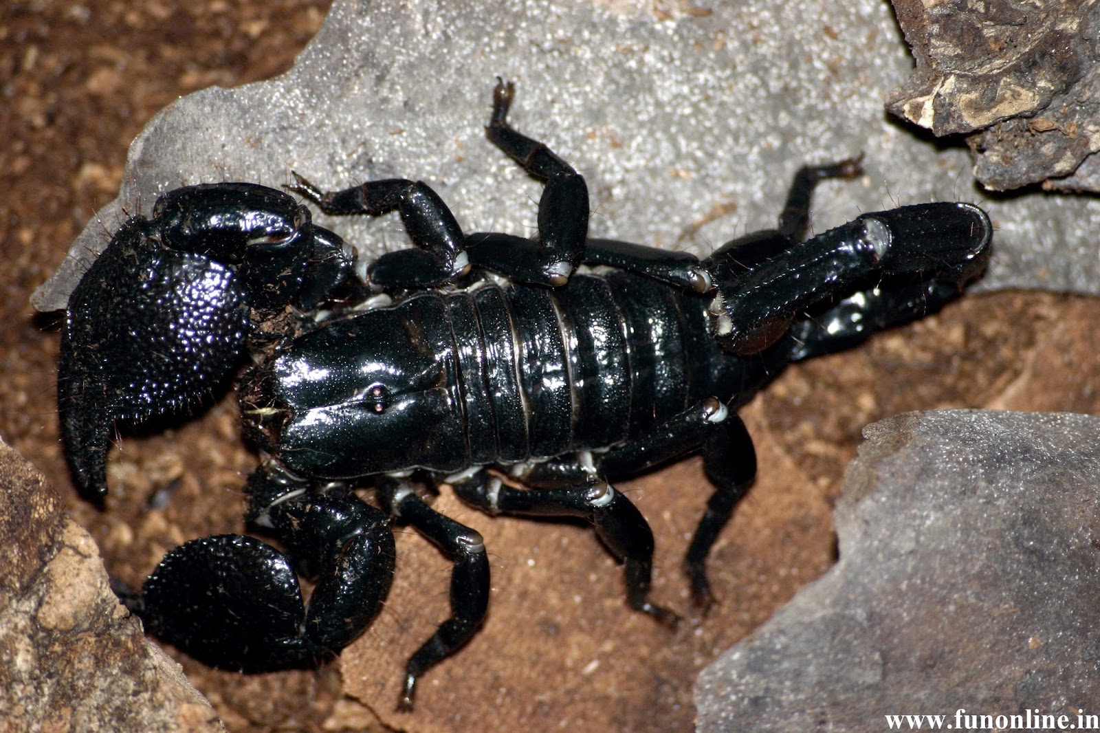 Detail Scorpion Image Hd Nomer 22