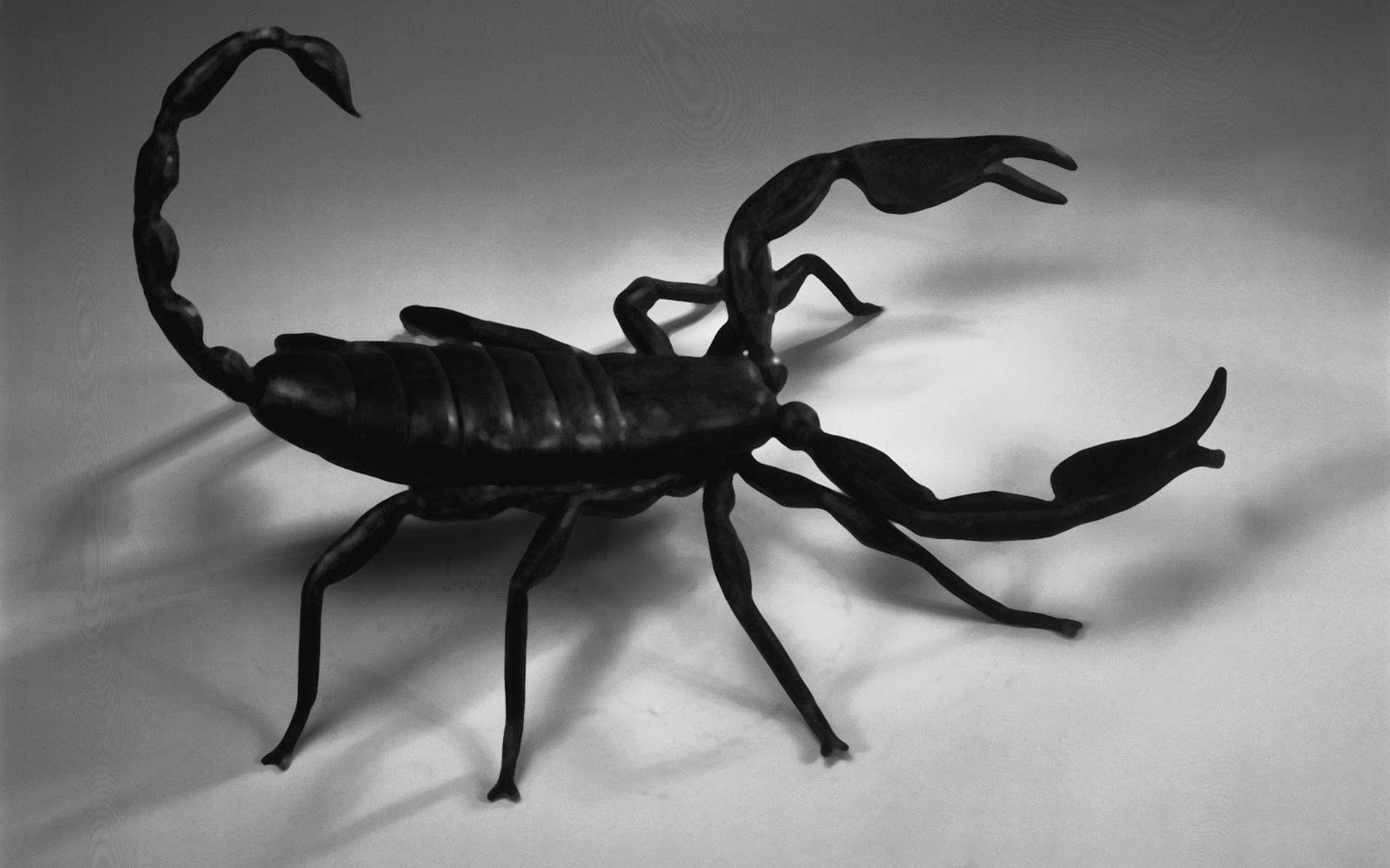 Detail Scorpion Image Hd Nomer 23