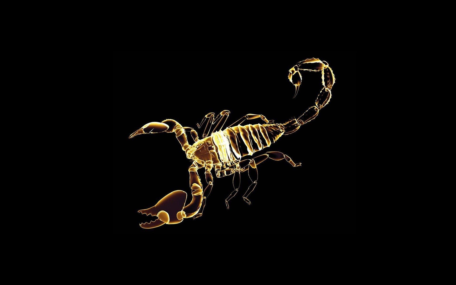 Detail Scorpion Image Hd Nomer 27