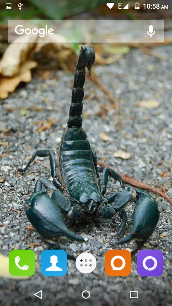Detail Scorpion Image Hd Nomer 29