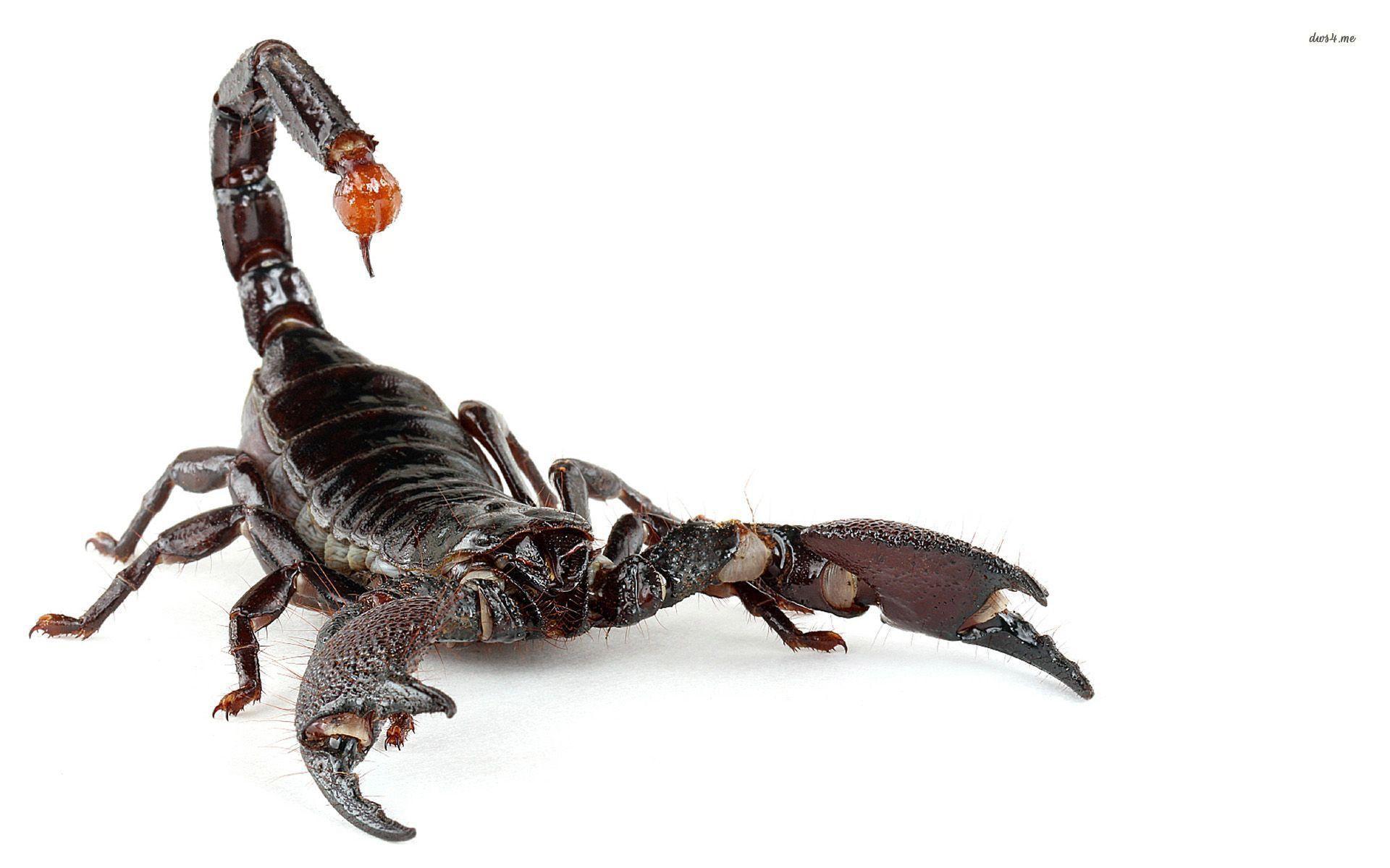 Detail Scorpion Image Hd Nomer 4