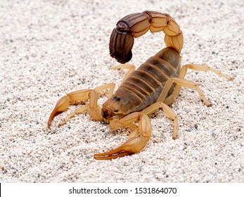 Detail Scorpion Image Hd Nomer 30