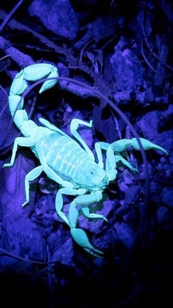 Detail Scorpion Image Hd Nomer 31