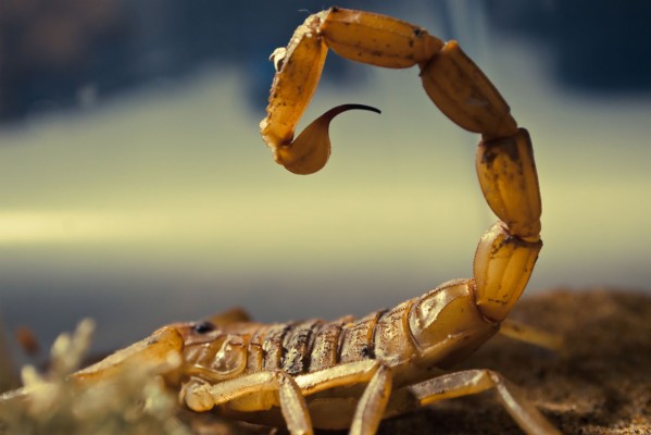 Detail Scorpion Image Hd Nomer 34
