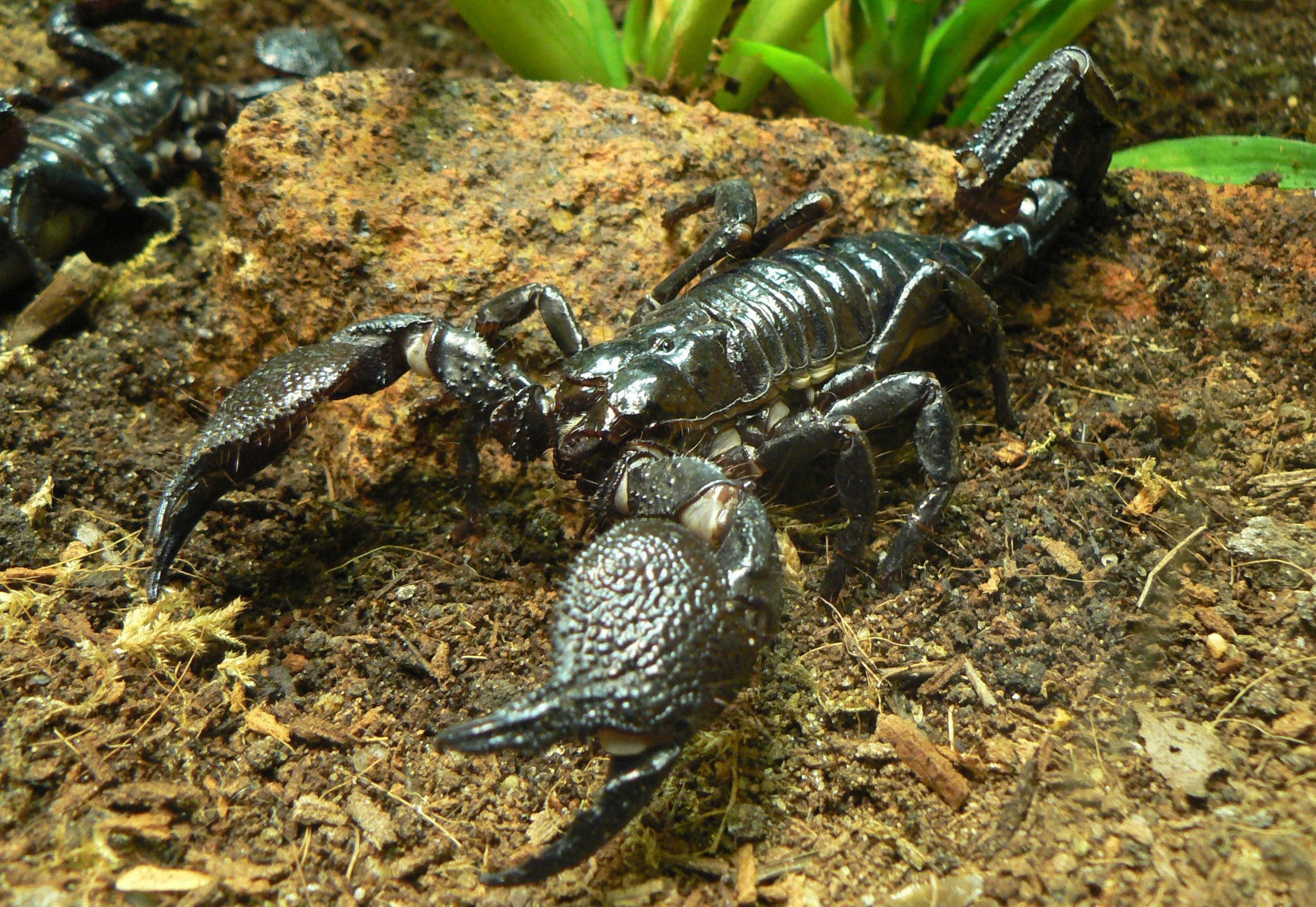 Detail Scorpion Image Hd Nomer 35