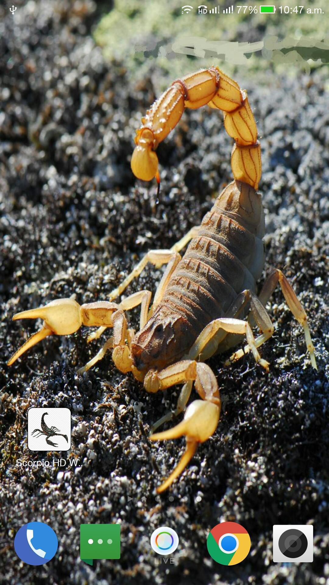 Detail Scorpion Image Hd Nomer 36