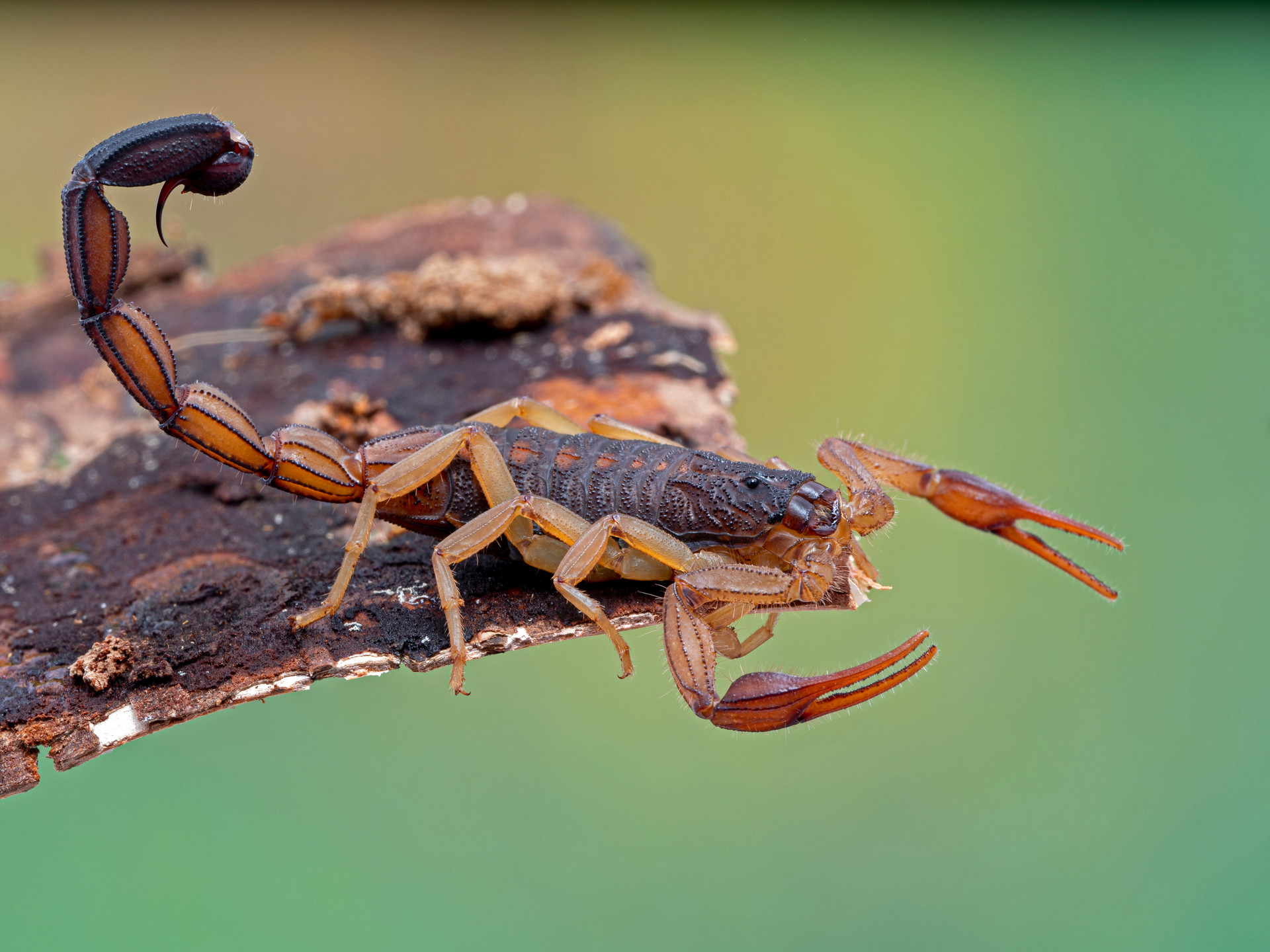 Detail Scorpion Image Hd Nomer 5