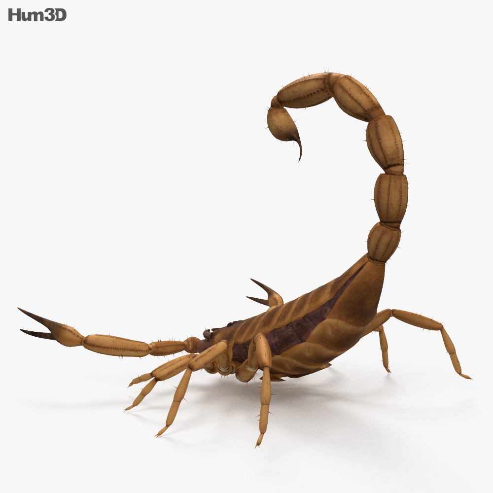 Detail Scorpion Image Hd Nomer 45