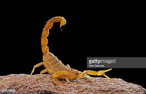 Detail Scorpion Image Hd Nomer 47