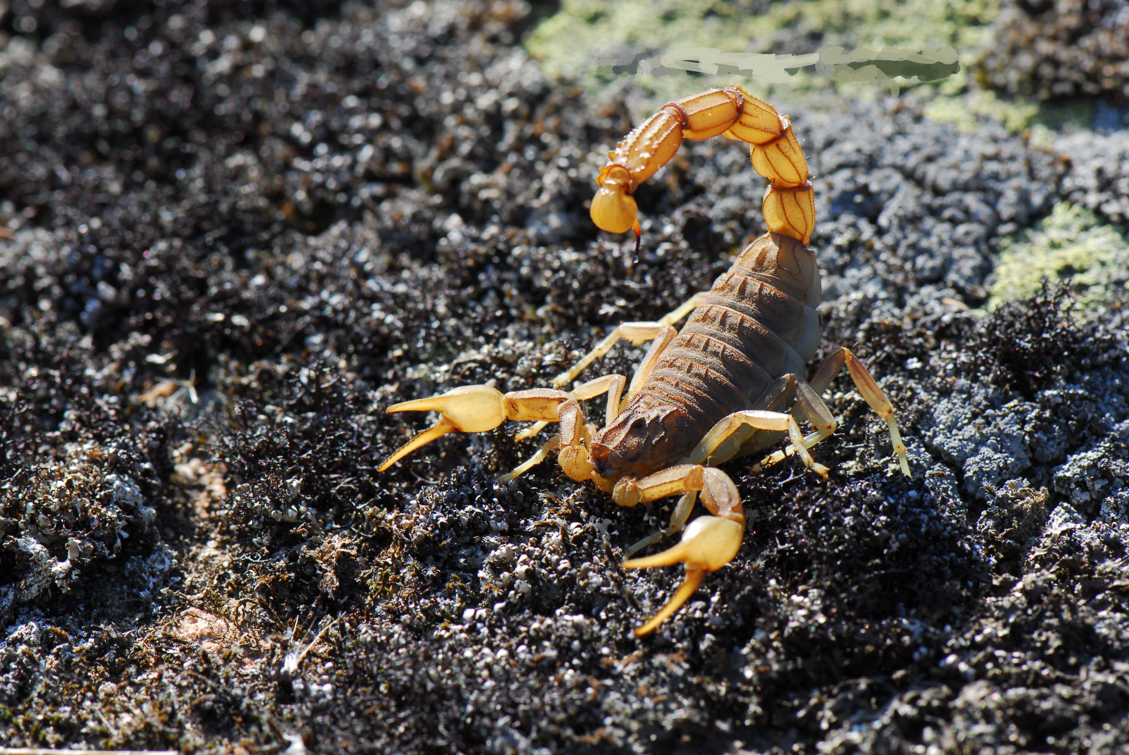 Detail Scorpion Image Hd Nomer 6