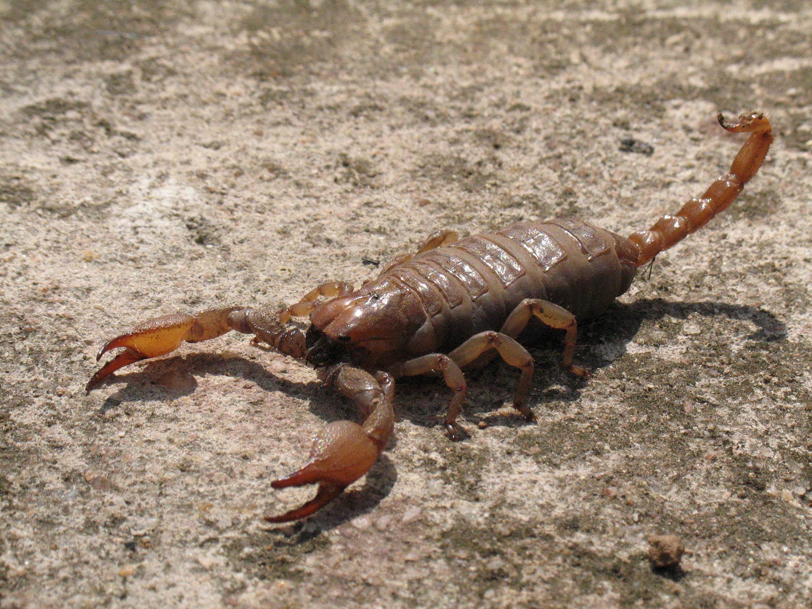 Detail Scorpion Image Hd Nomer 49