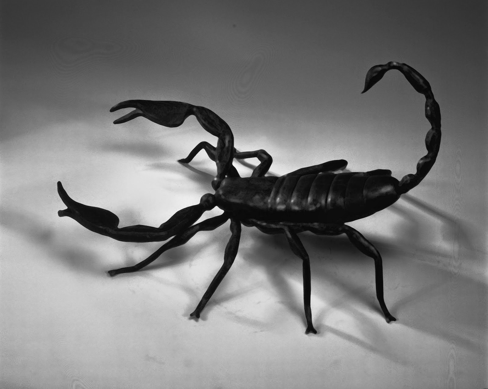 Detail Scorpion Image Hd Nomer 50