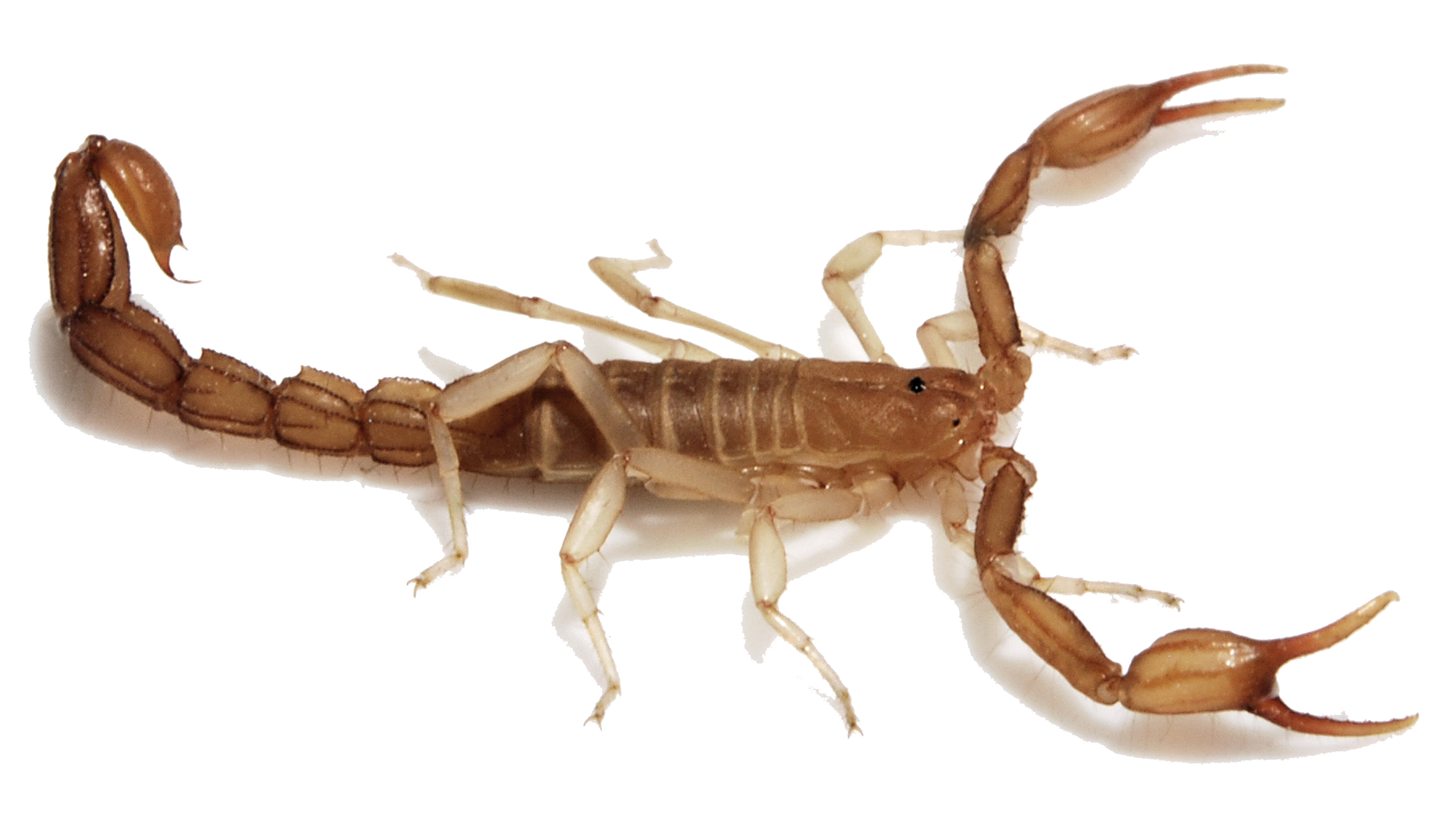 Detail Scorpion Image Hd Nomer 51