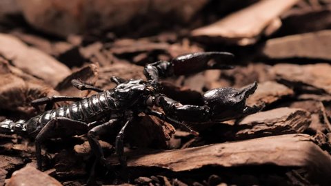 Detail Scorpion Image Hd Nomer 56