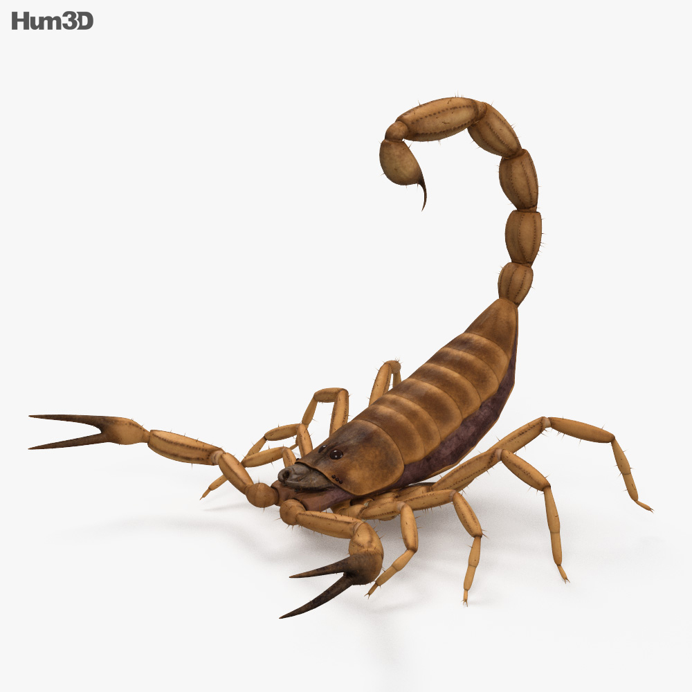 Detail Scorpion Image Hd Nomer 8