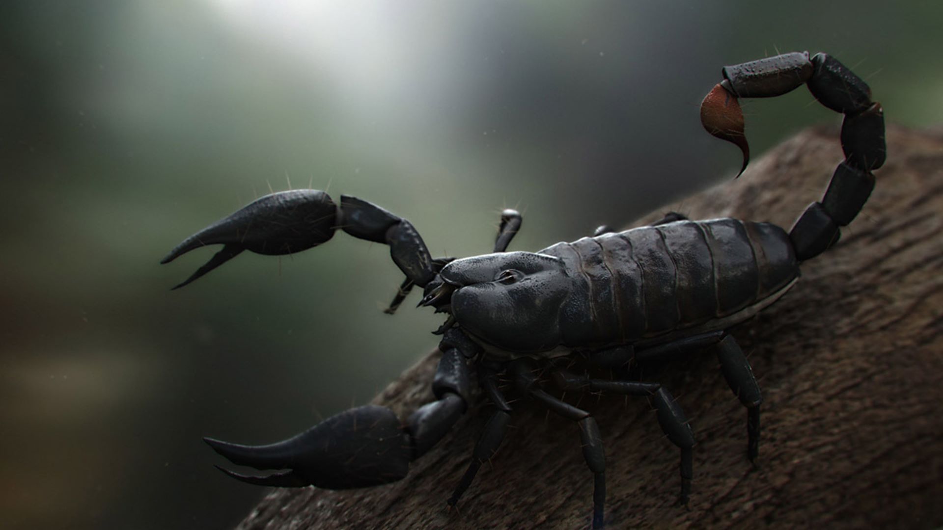 Detail Scorpion Image Hd Nomer 10