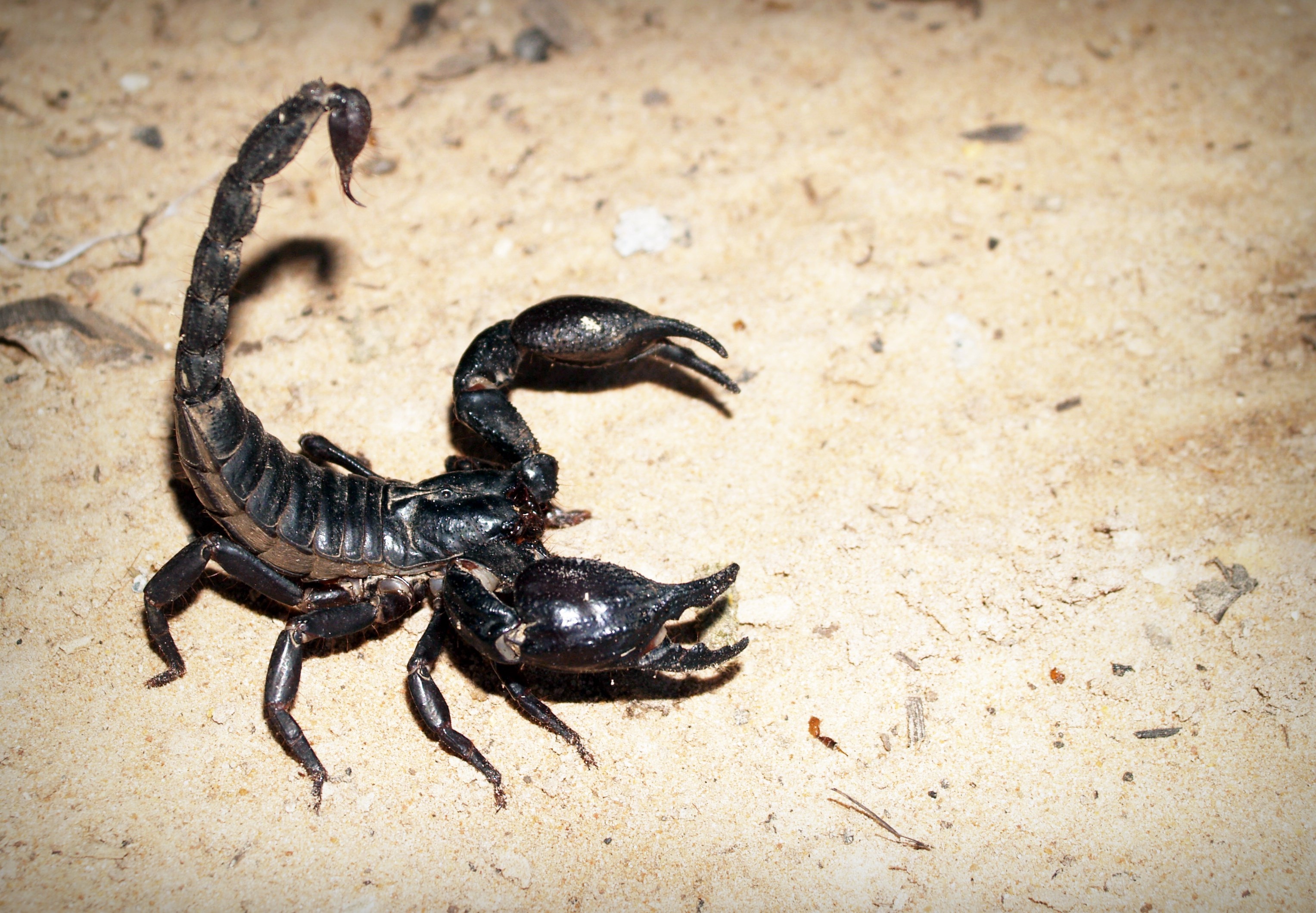 Detail Scorpion Images Free Download Nomer 54