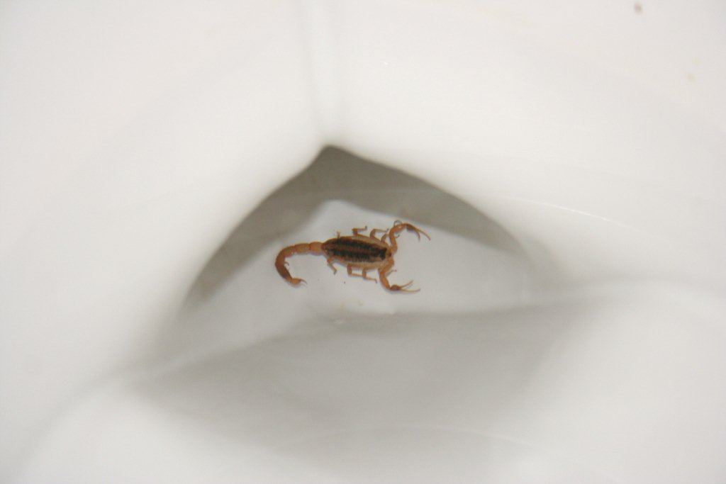 Detail Scorpion In Toilet Bowl Nomer 2