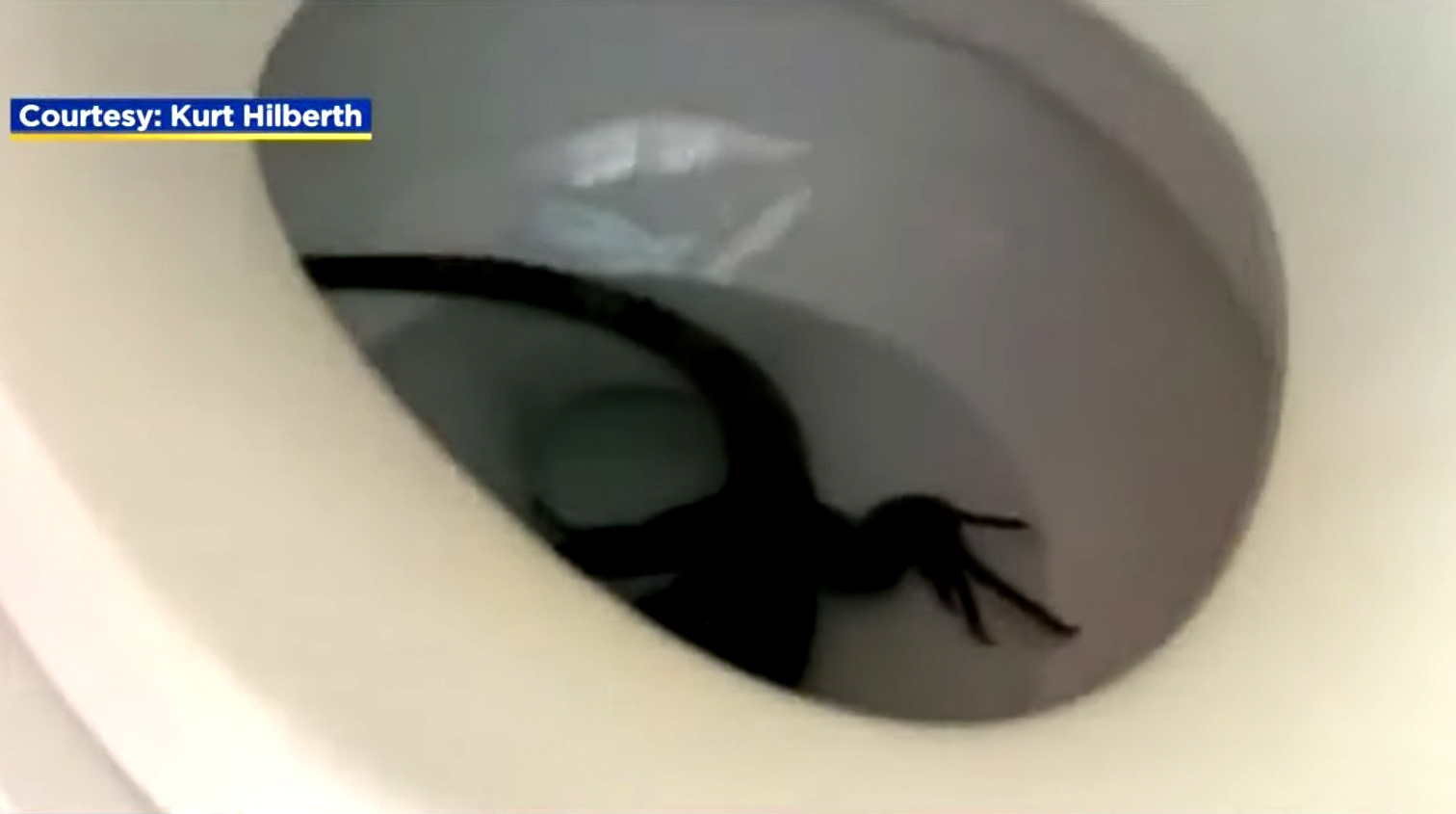 Detail Scorpion In Toilet Bowl Nomer 10