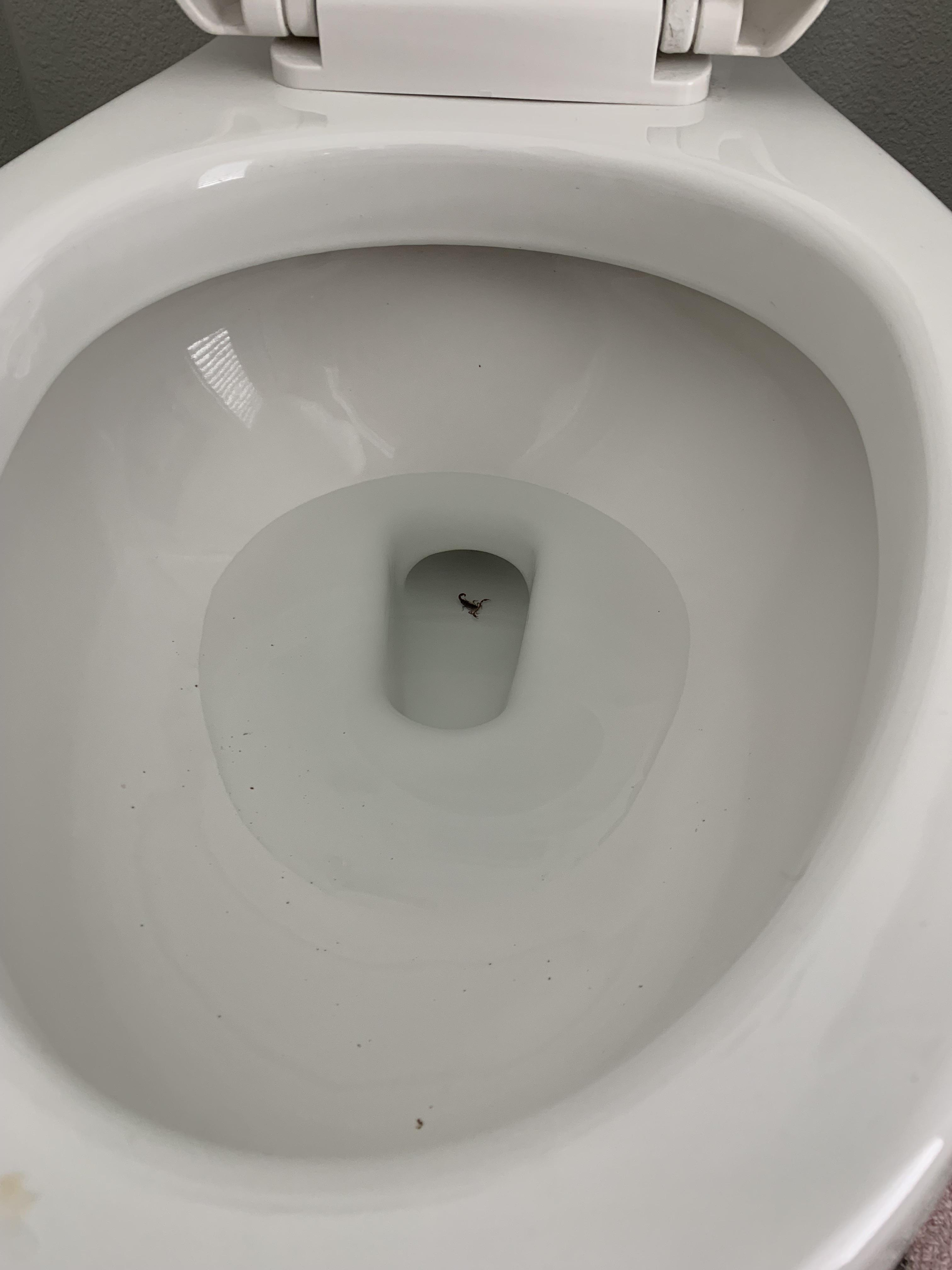 Detail Scorpion In Toilet Bowl Nomer 8