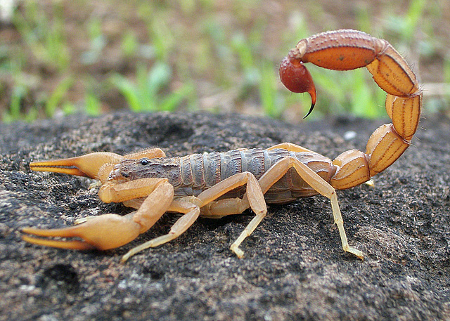 Scorpion Pic - KibrisPDR