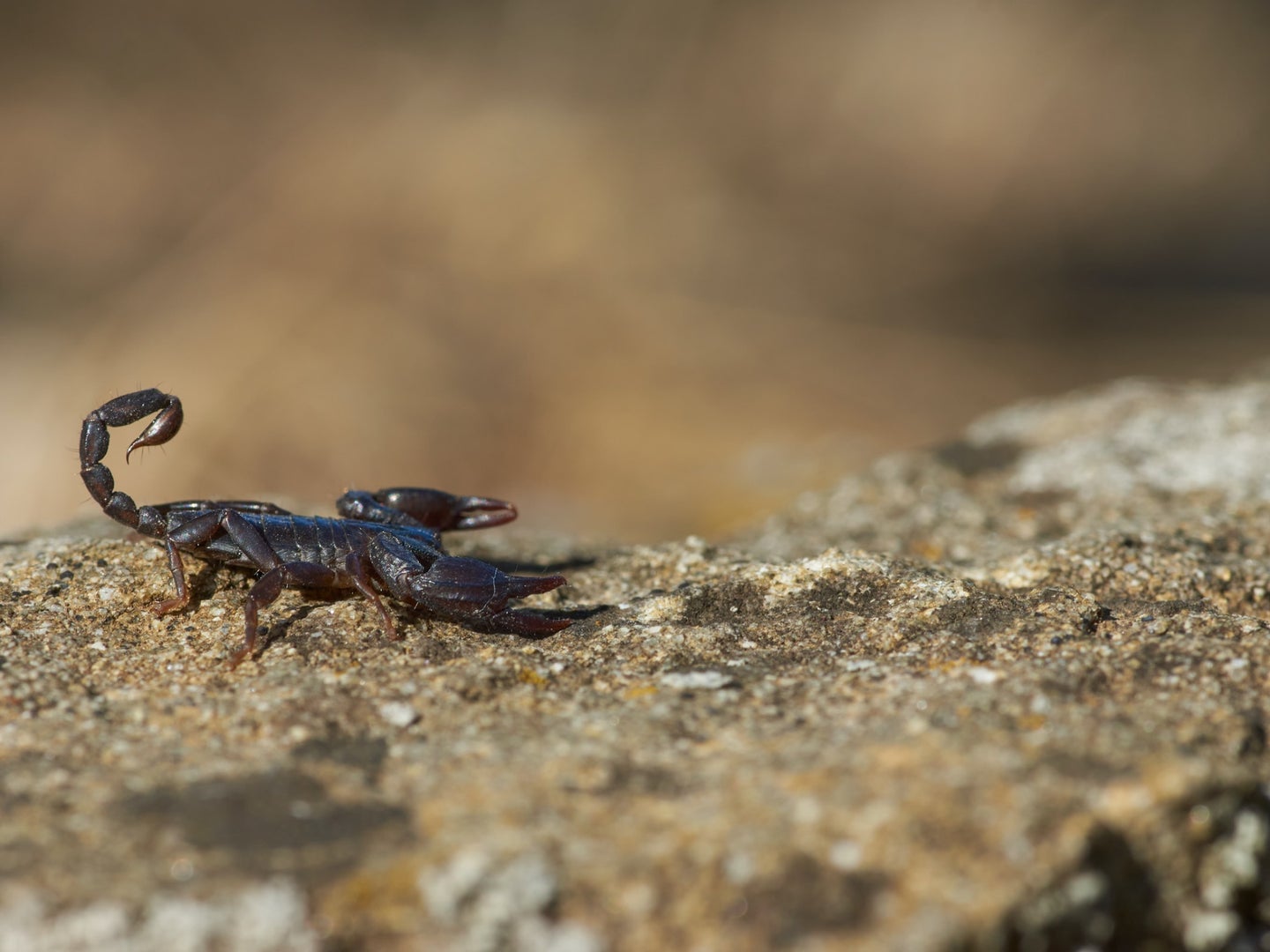 Detail Scorpion Pic Nomer 17