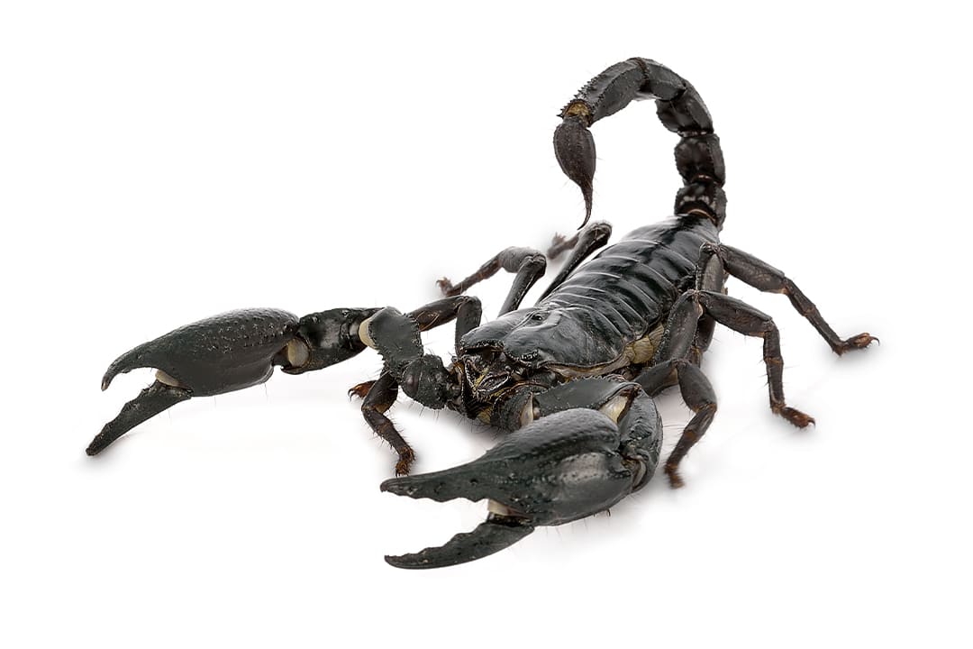 Detail Scorpion Pic Nomer 18