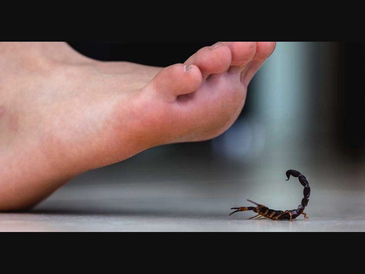Detail Scorpion Pic Nomer 20