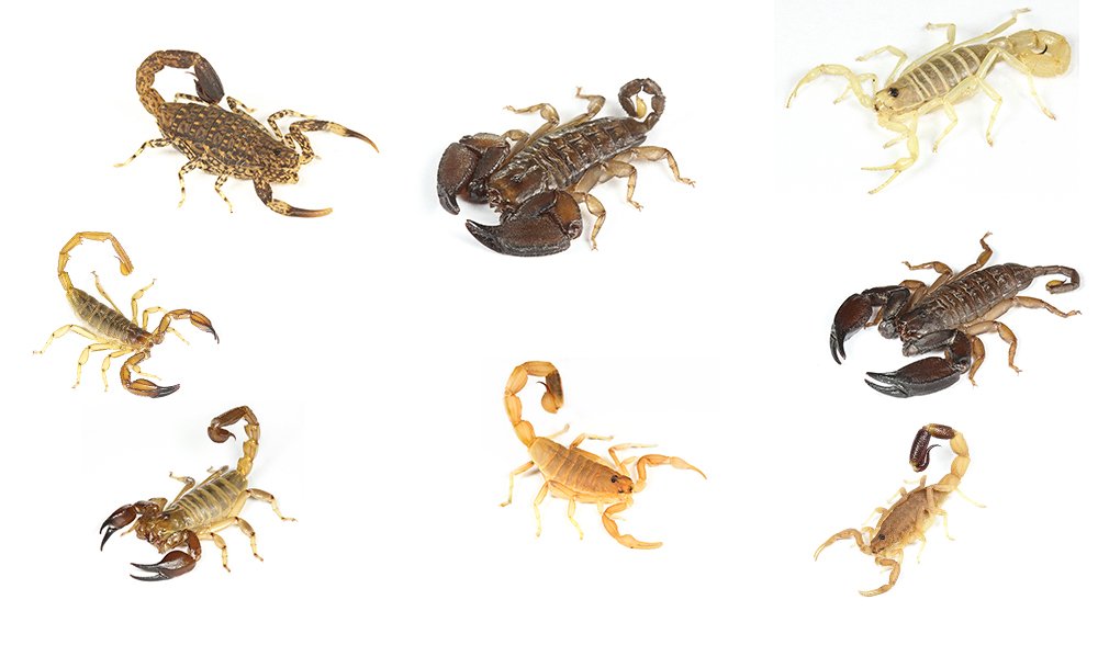 Detail Scorpion Pic Nomer 22