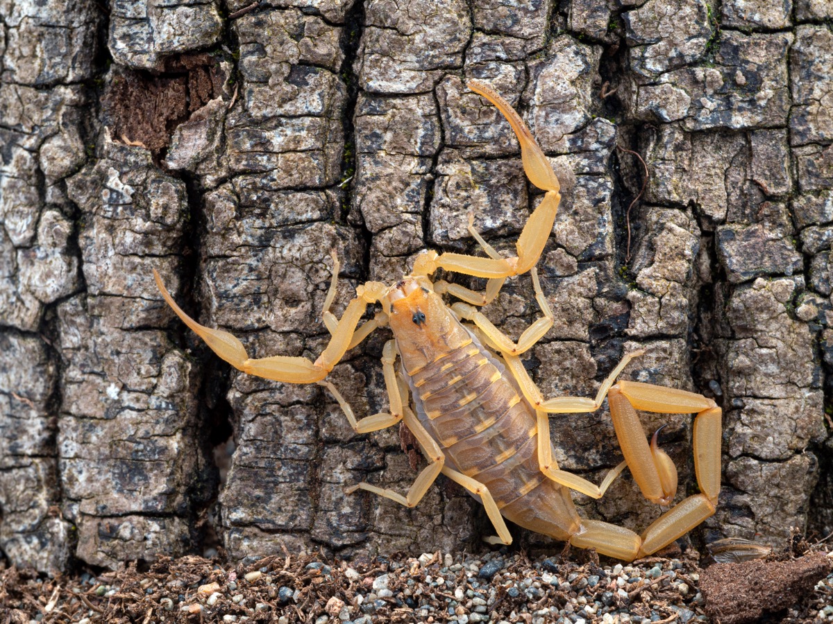 Detail Scorpion Pic Nomer 25