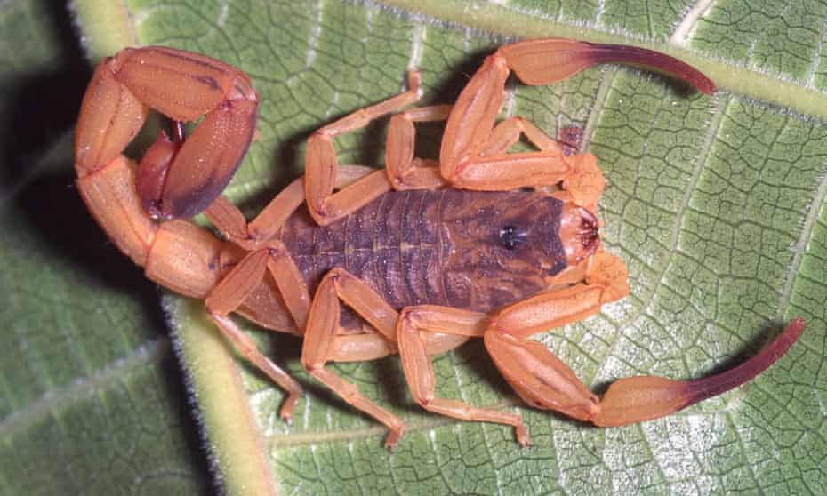 Detail Scorpion Pic Nomer 30