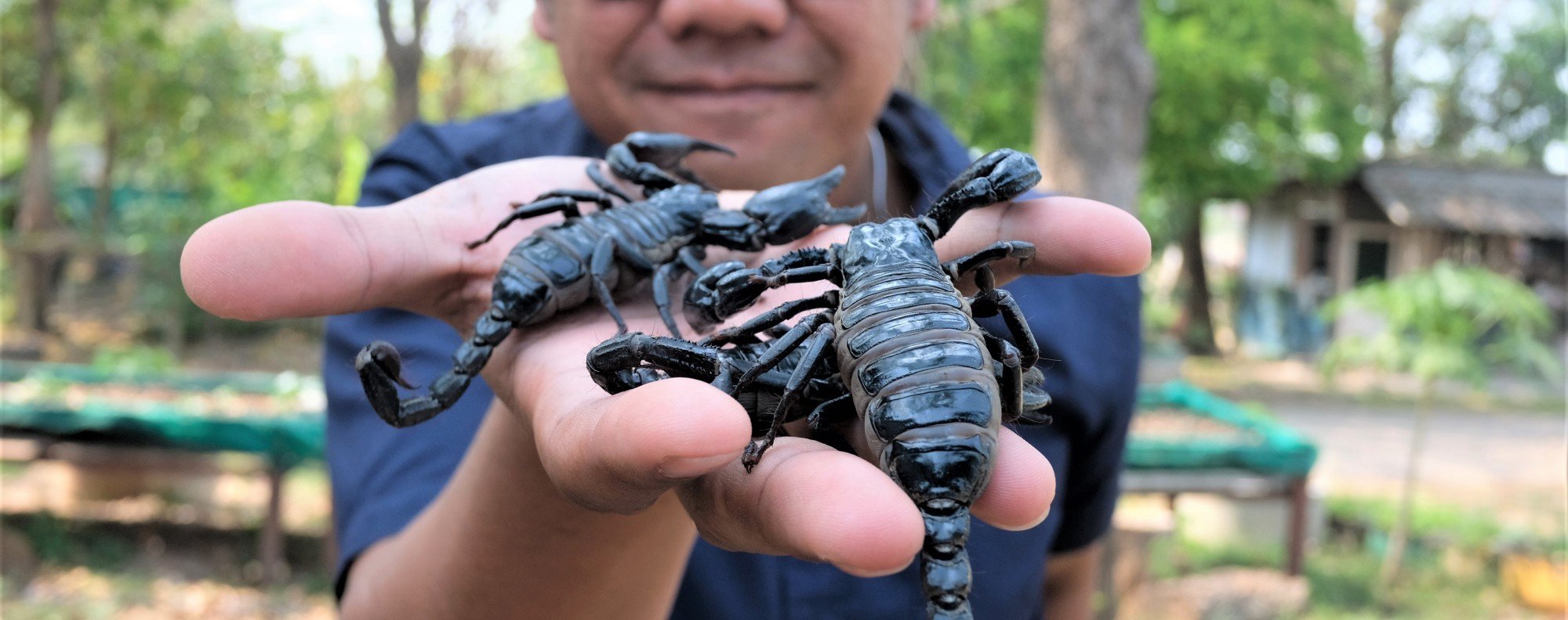 Detail Scorpion Pic Nomer 32