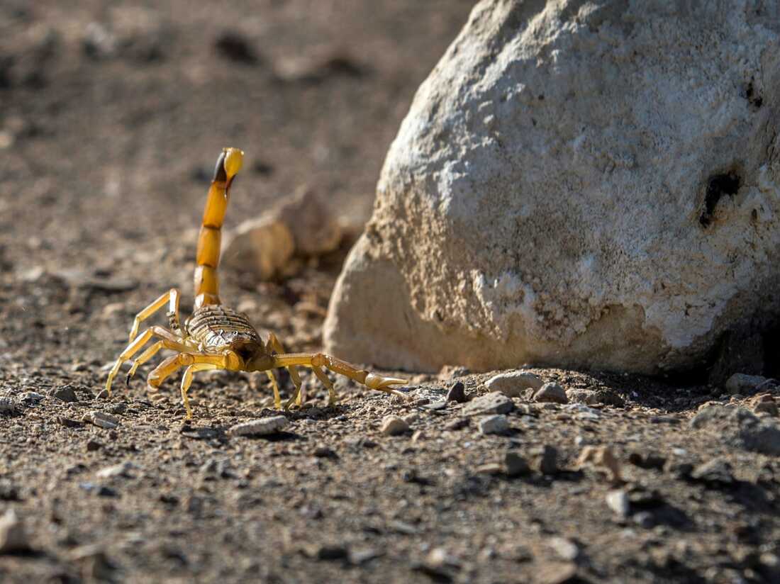 Detail Scorpion Pic Nomer 33