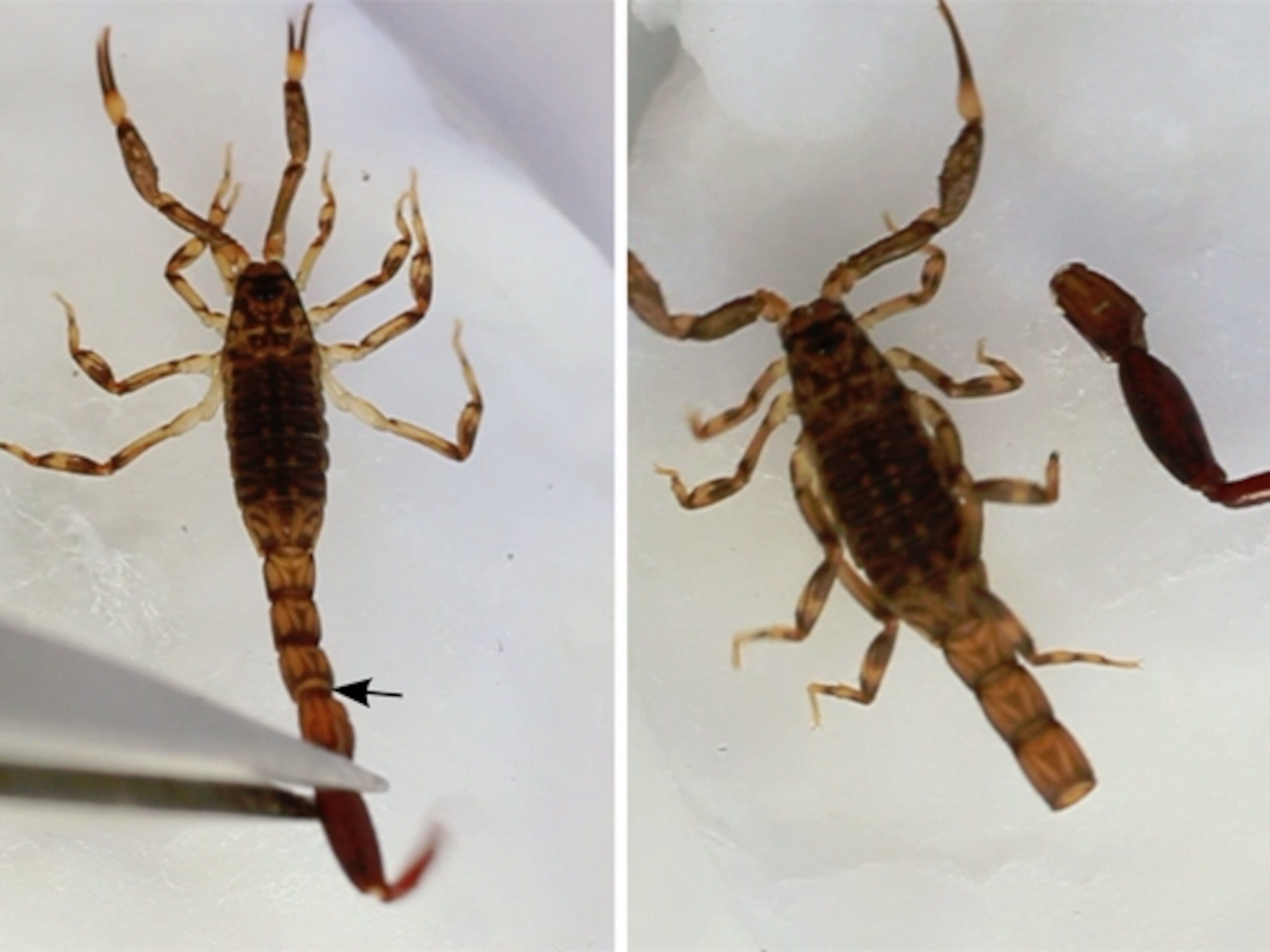 Detail Scorpion Pic Nomer 35